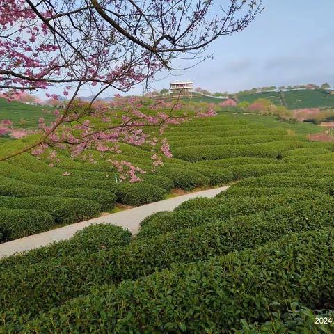 清晨下静谧的台品樱花茶园