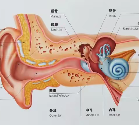 纯音听阈测试在职业健康检查中的应用