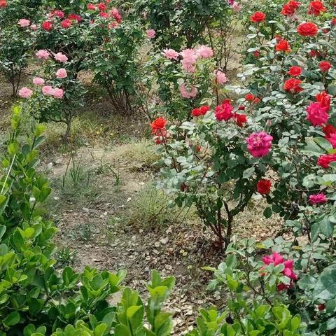 青冢小学四年级居家德育教育美篇