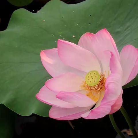 平平安安的美篇