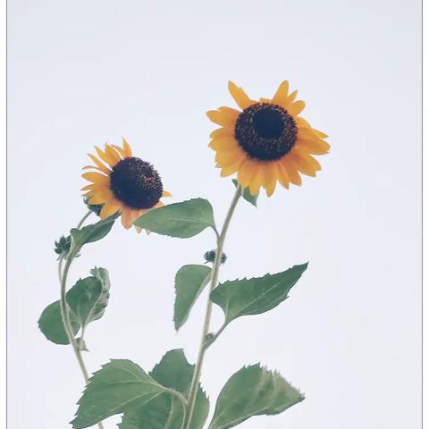 平平安安的美篇