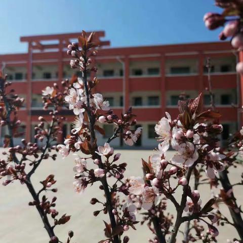 春日已至 万物苏醒                                     ─刘庄小学防新冠肺炎实战演练