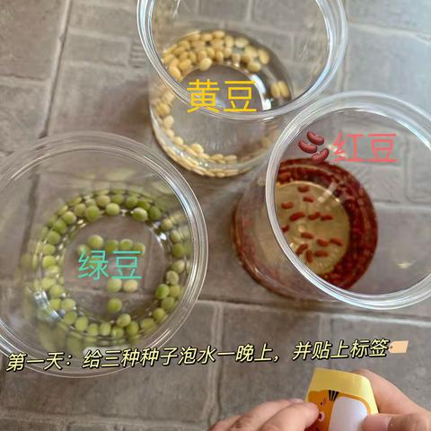水培“三豆”成长观察记﻿
