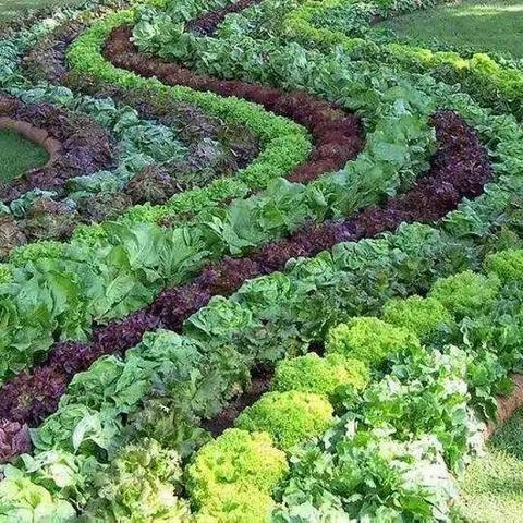 可食用花园集图