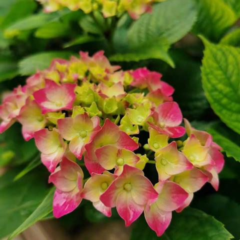 院子里的绣球花次第开放