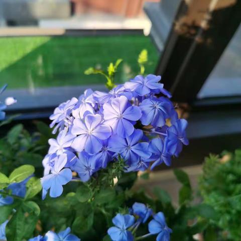 蓝雪花