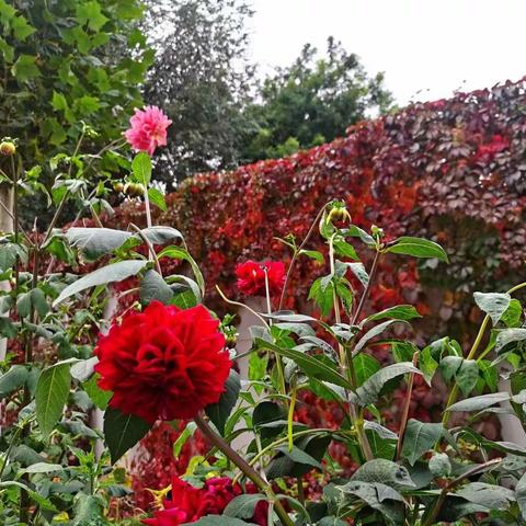 聚焦数与运算 助力课堂促提升，——阿阳小学三年级数学组全体教师亮相课