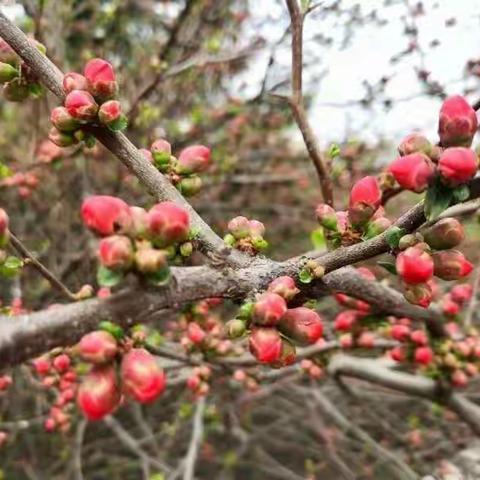 以研促教，亮相展风彩。——阿阳小学英语组