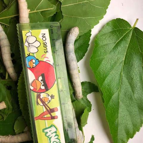 养蚕宝宝日记13 —5CM啦