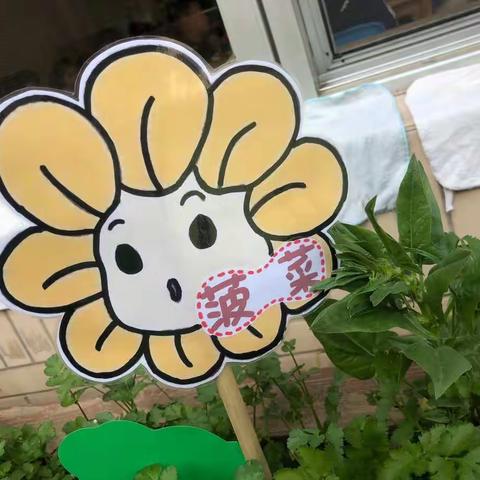 我是菠菜~