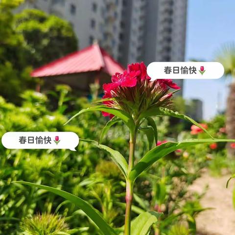 花儿朵朵🌺快乐绽放——大三班幼儿第11周活动剪辑