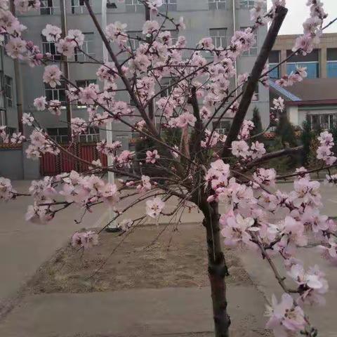 土左民中高中生物教研组，团结合作，不断学习，不断创新——高中生物3月到4月初教学简报