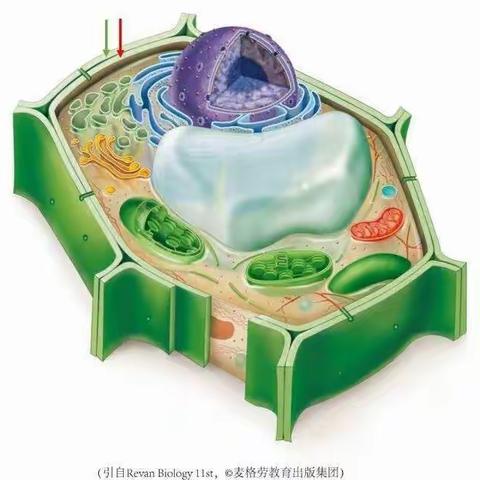 高中生物二课堂——绘制动植物细胞亚显微结构模式图