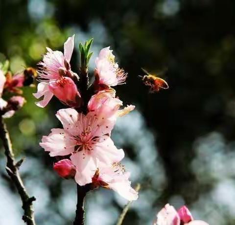 一花独放不是春，百花齐放春满园――记阳谷县第二次送教活动