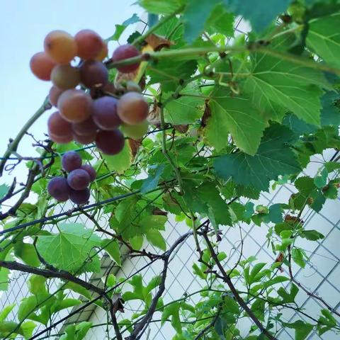 陶也农家    2019   春夏秋