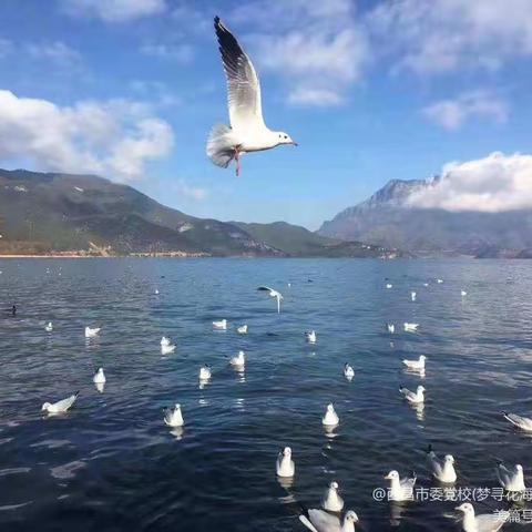 西昌市市委党校梦寻花海海潮民俗村简介