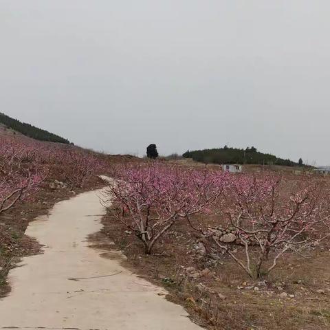 一年一季，如期而至 ，在那桃花盛开的地方，……