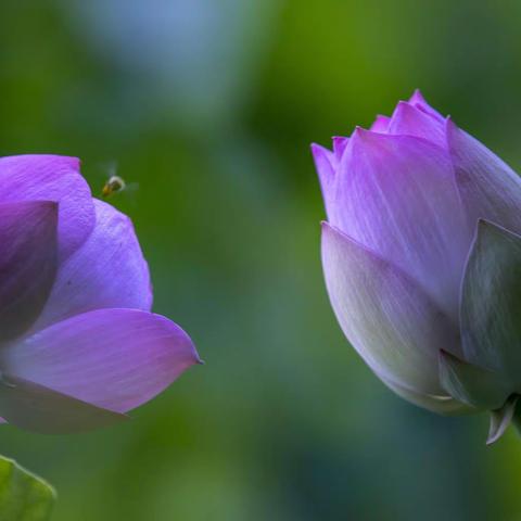 荷之恋之多重曝光《荷韵》2022年第（六十七期）