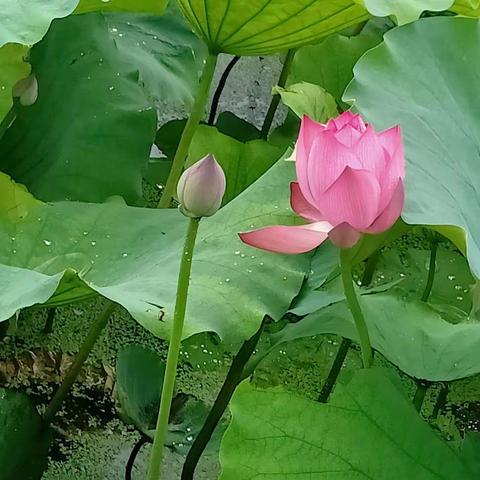 组诗·荷