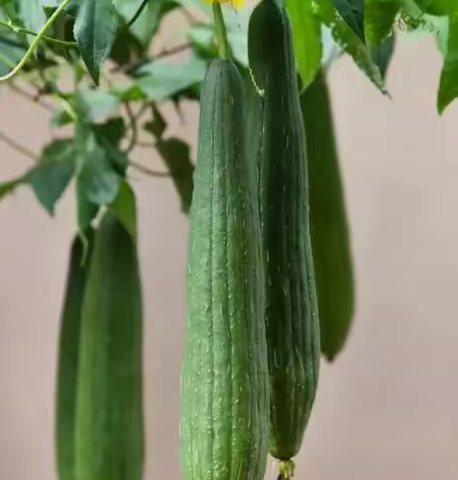 丝瓜