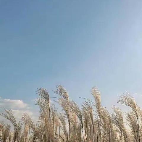风