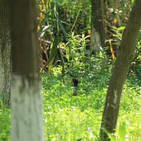 【每日一景】探秘自然之美，邂逅森林精灵