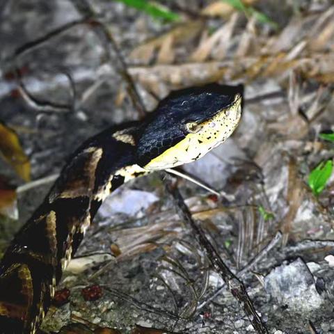 【每日一景】夜晚的自然探险