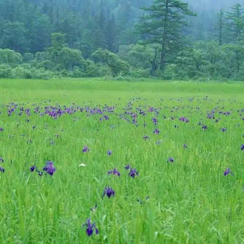 前郭县实验小学一年六班《冰凌花》班（浩涵星空）------于浩涵第五期家庭读书会