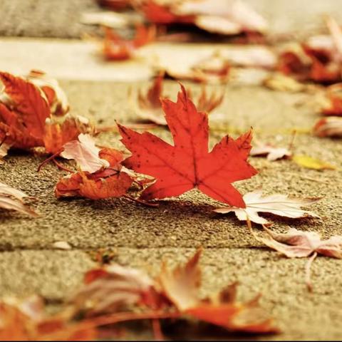 博观而约取，厚积而薄发——李丛梅小学语文名师工作室“聚焦整本书阅读，构筑高效阅读课堂”线上研讨