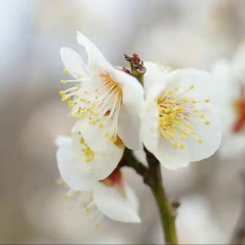 作业设计有巧思，云端研讨共成长——李丛梅小学语文名师工作室“素养导向的作业设计”研讨活动
