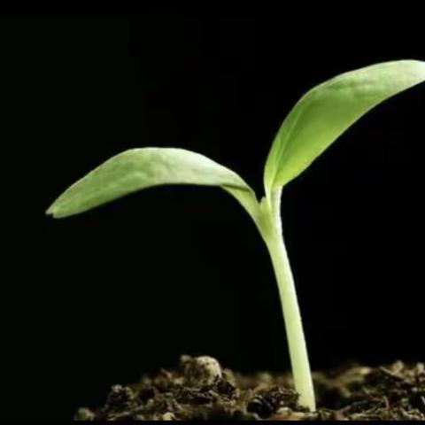 取长补短，相得益彰——四4班假期优秀作业展示