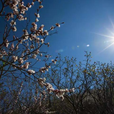 家乡的5月杏花