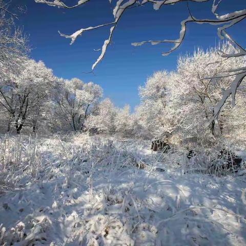 春雪  与  树挂（2）