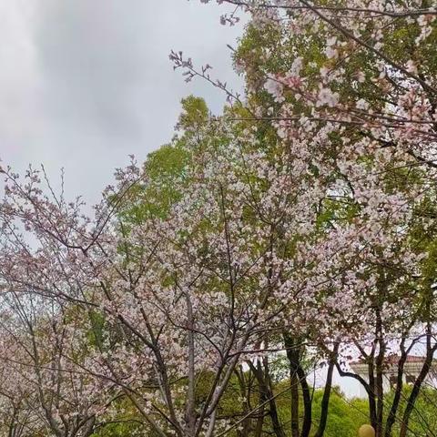 停课不停学，在家上网课的我