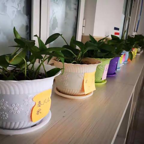 栽一盆绿萝，勾勒一个春天