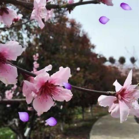 【铸正教研】颍川学子     春光做伴好读书