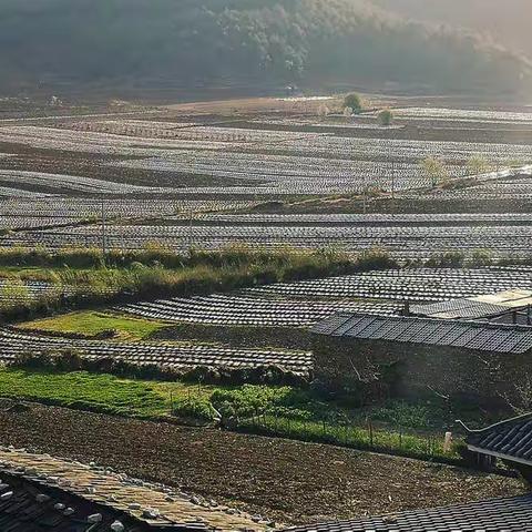 泸沽湖镇的农田