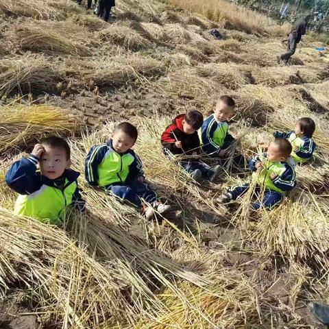 介休市三佳乡南两水幼儿园收稻谷秋游记