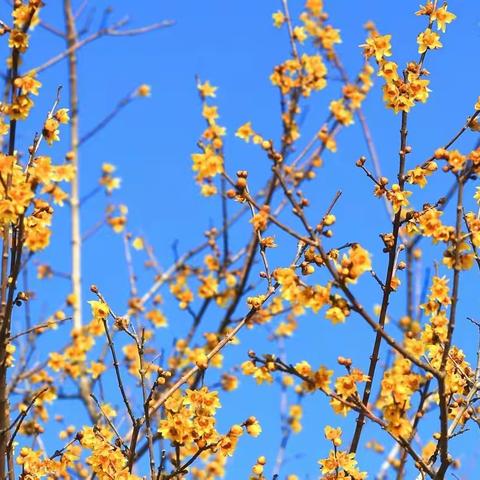 傲霜斗雪腊梅花
