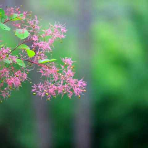 黄栌开花