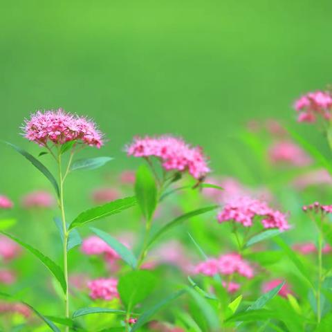 粉色绣线菊