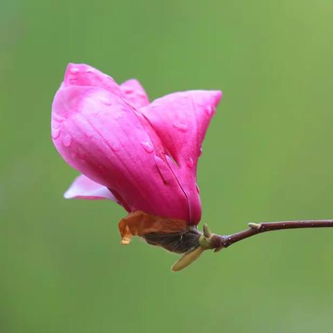 纯洁的玉兰花
