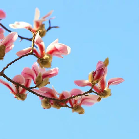 芳香俊朗玉兰花