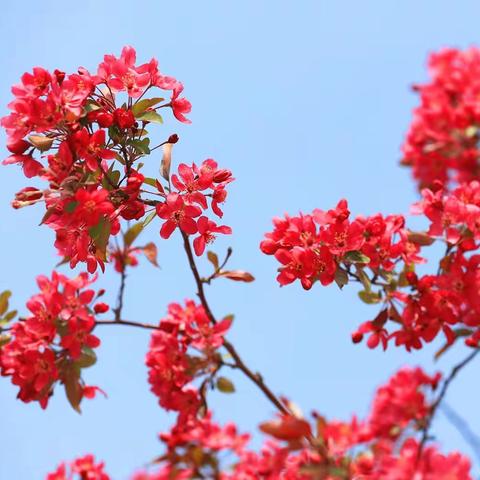 “花贵妃”王族海棠