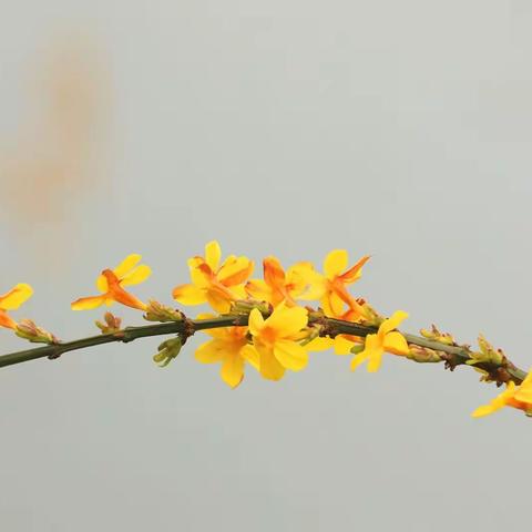 春天的使者