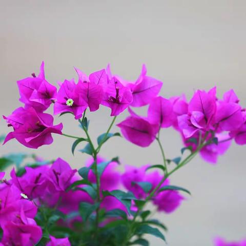 叶子花三角梅