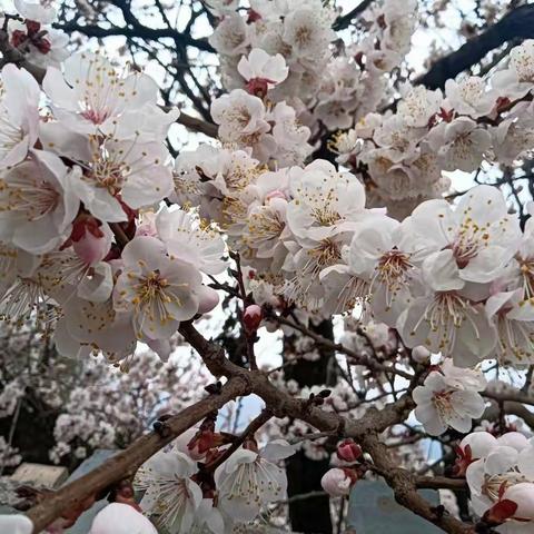 祭祖，我一样会归于这方尘土