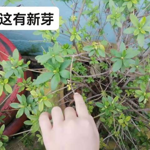 “芒种好时节，收获享快乐”—长塘中心幼儿园中二班课程故事