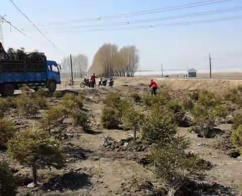 绿化篇～合隆镇农村人居环境整治工作简报（13）