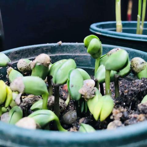 【春风十里，正“植”有你】博士幼儿园中一班植树节活动